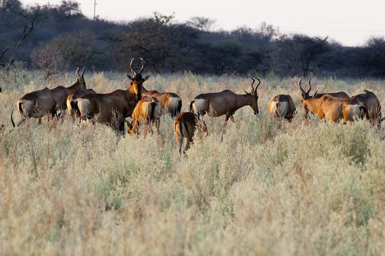 Gabus Game Ranch Vila Otavi Exterior foto