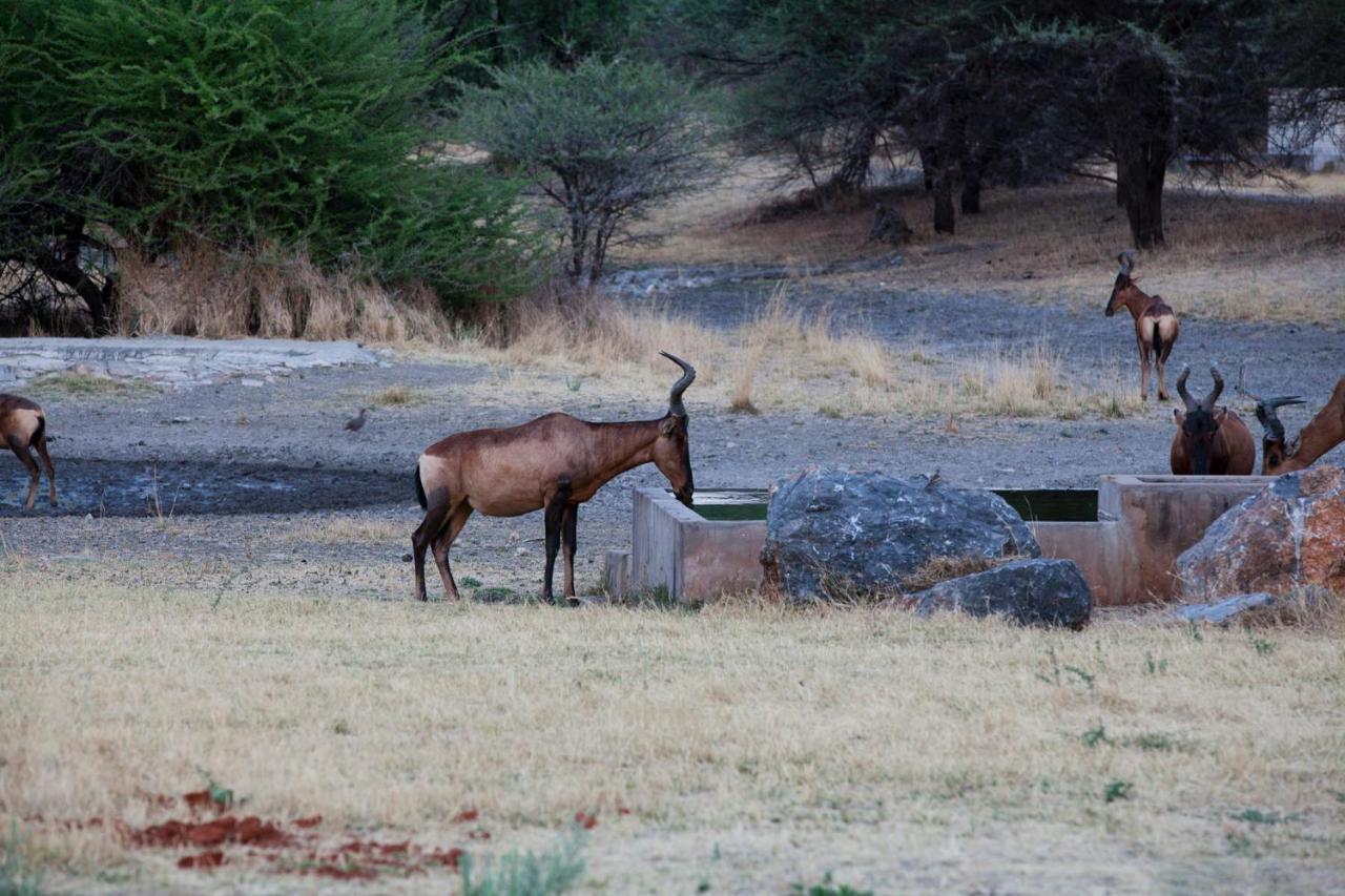 Gabus Game Ranch Vila Otavi Exterior foto