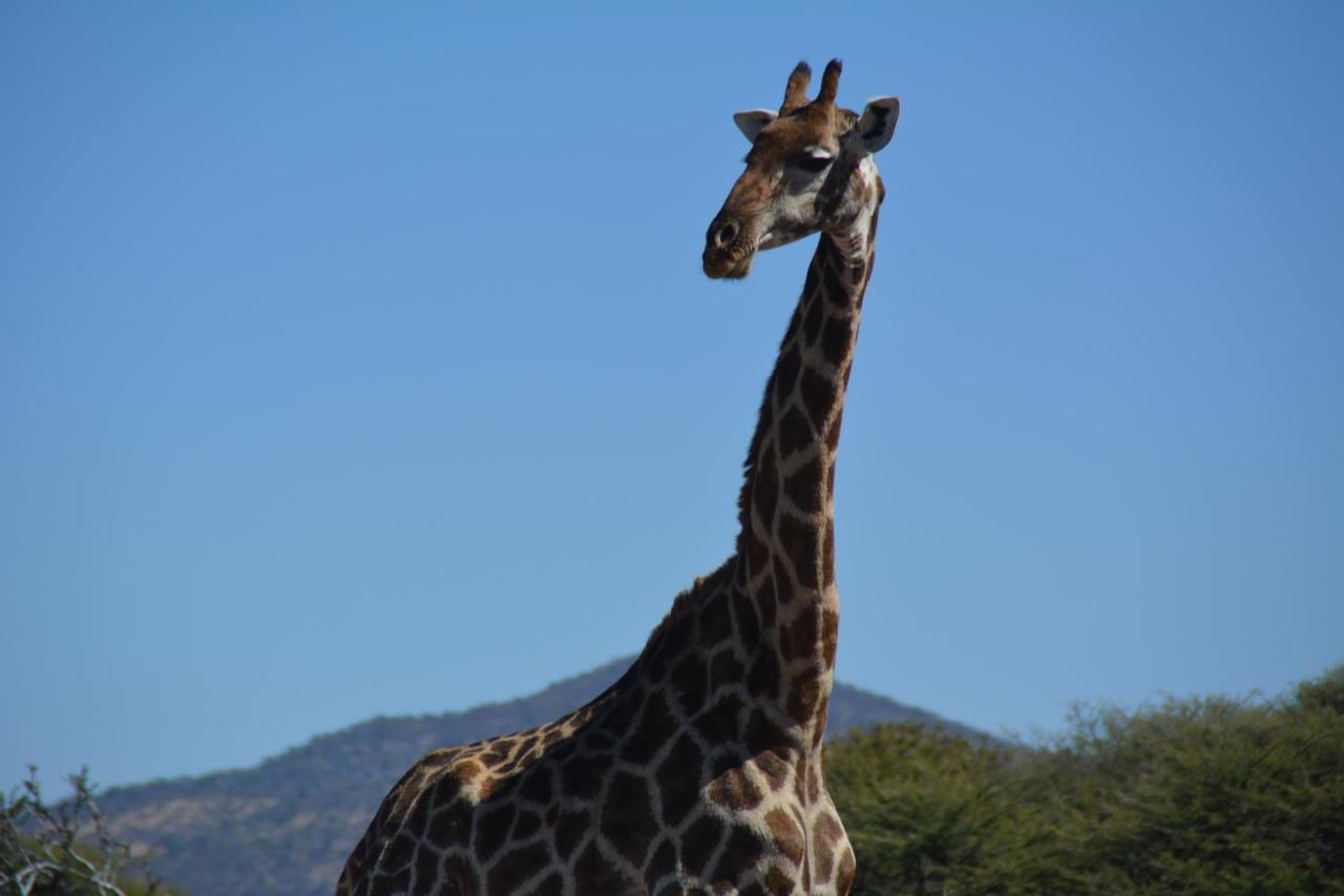 Gabus Game Ranch Vila Otavi Exterior foto