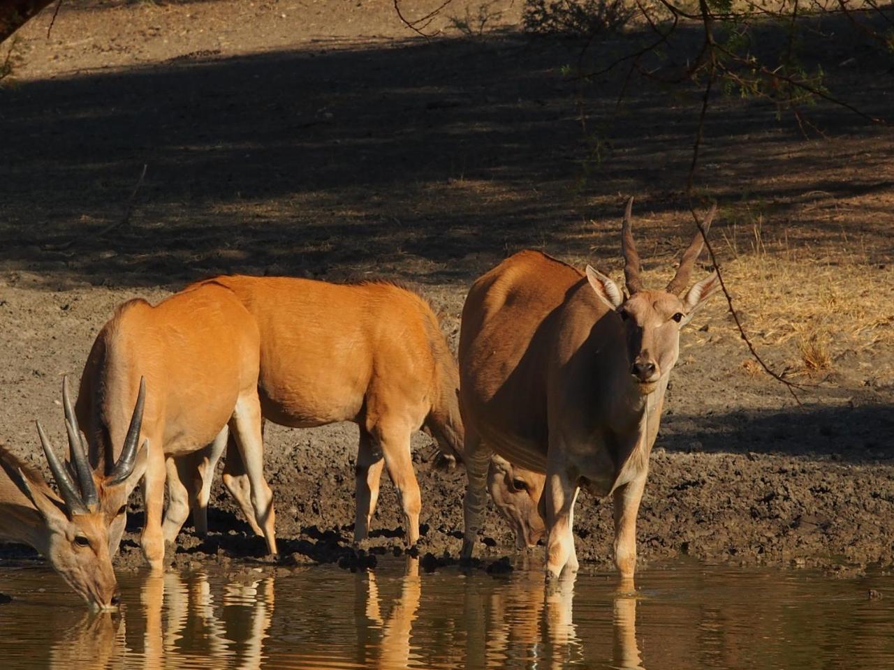 Gabus Game Ranch Vila Otavi Exterior foto