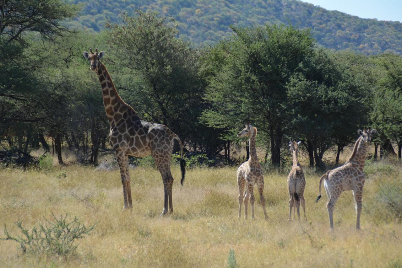 Gabus Game Ranch Vila Otavi Exterior foto