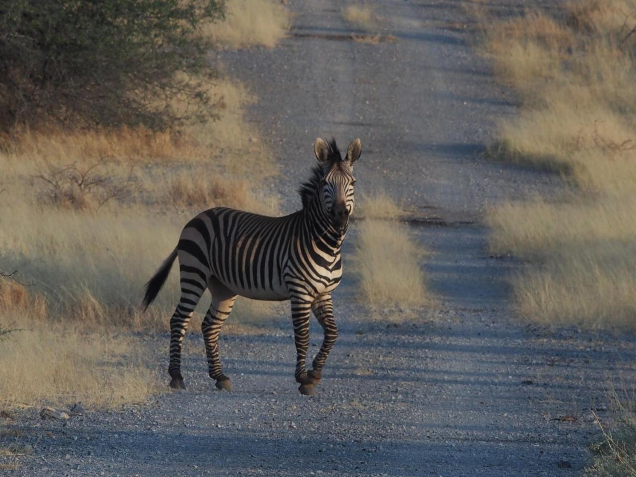 Gabus Game Ranch Vila Otavi Exterior foto