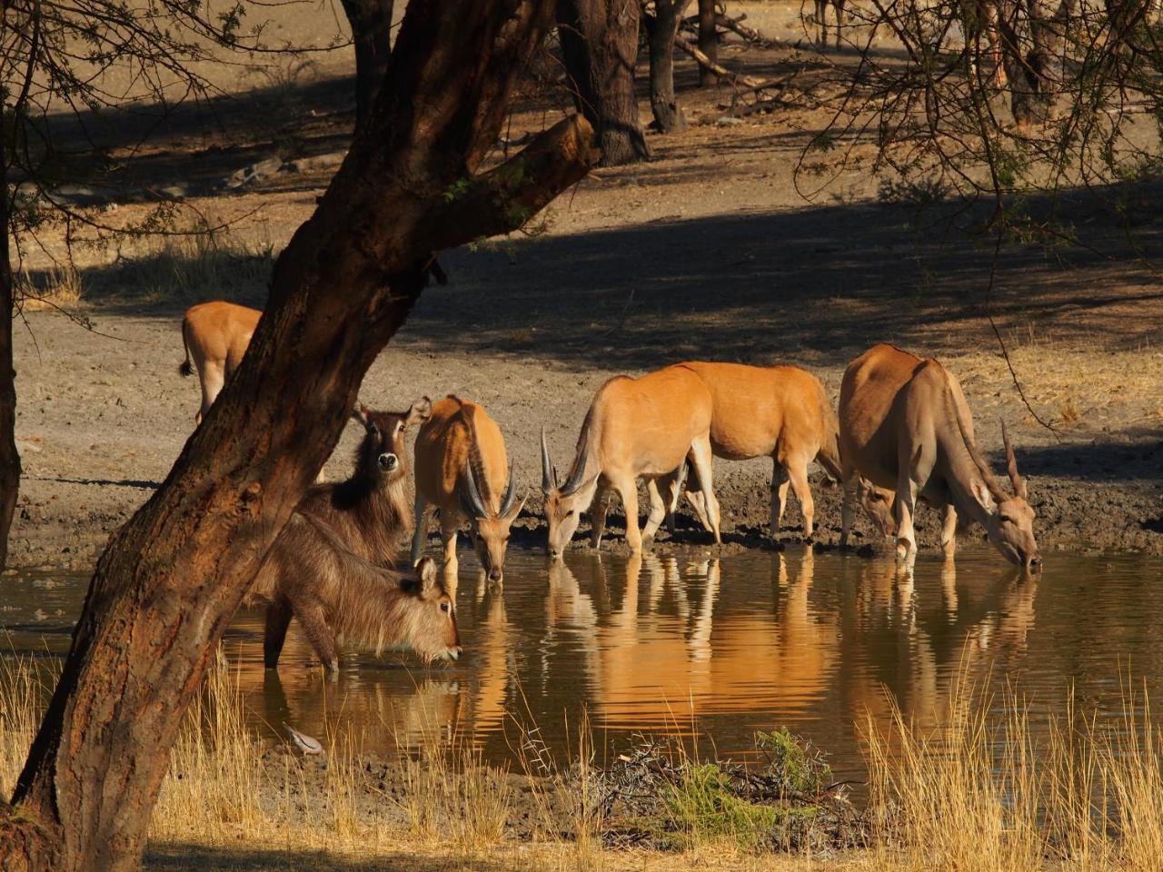 Gabus Game Ranch Vila Otavi Exterior foto