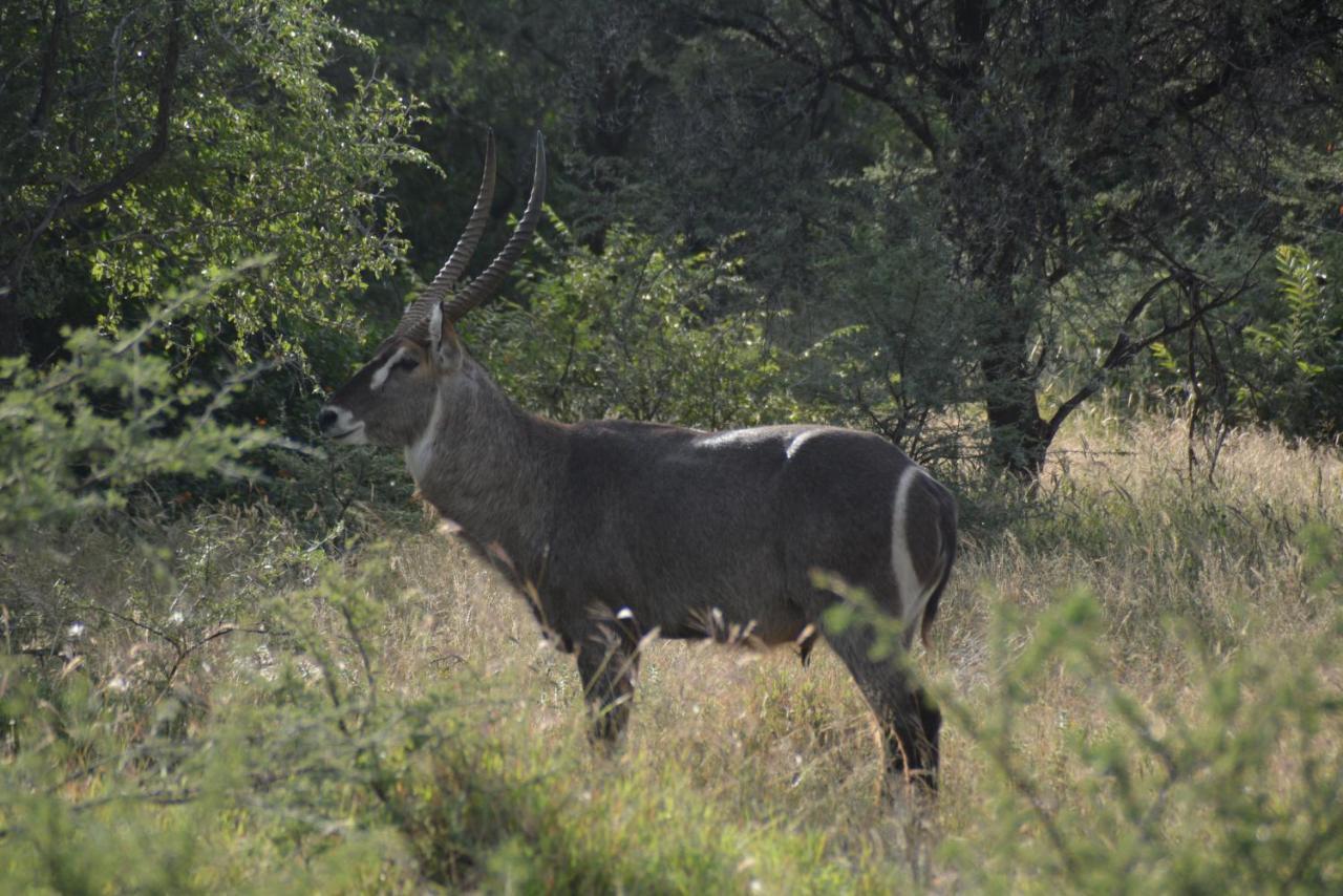 Gabus Game Ranch Vila Otavi Exterior foto