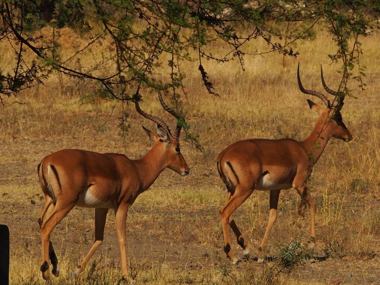 Gabus Game Ranch Vila Otavi Exterior foto