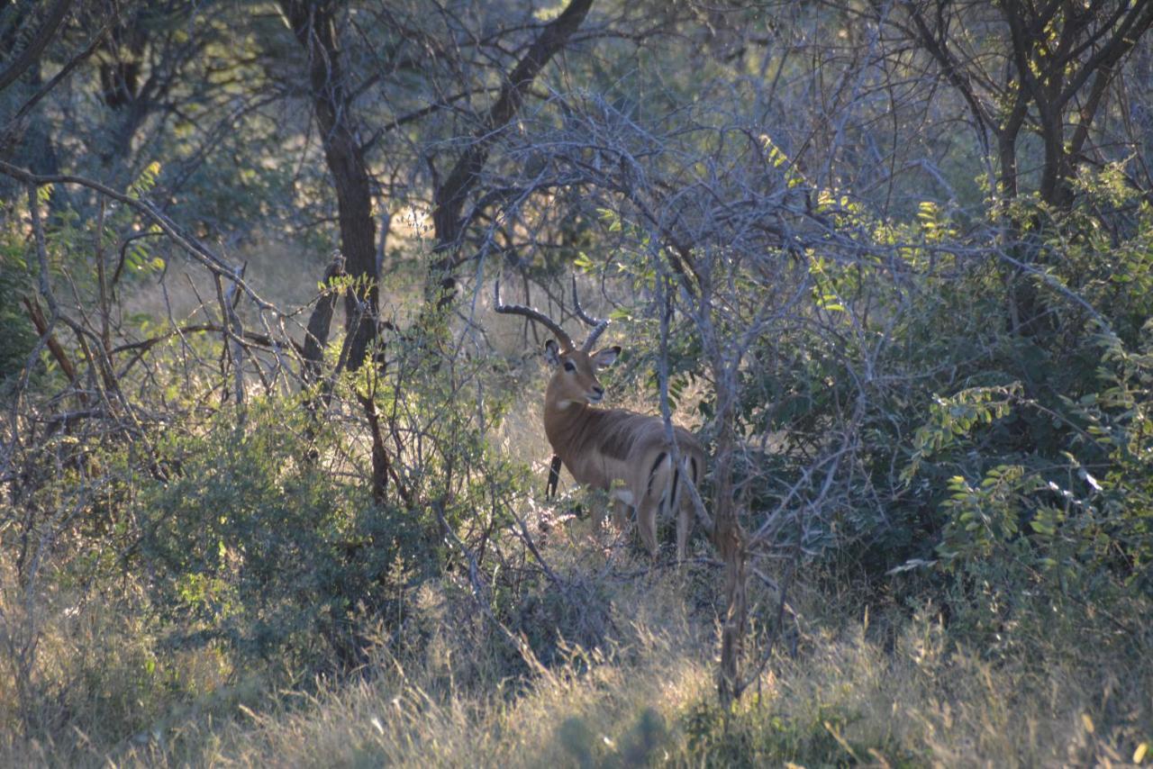 Gabus Game Ranch Vila Otavi Exterior foto