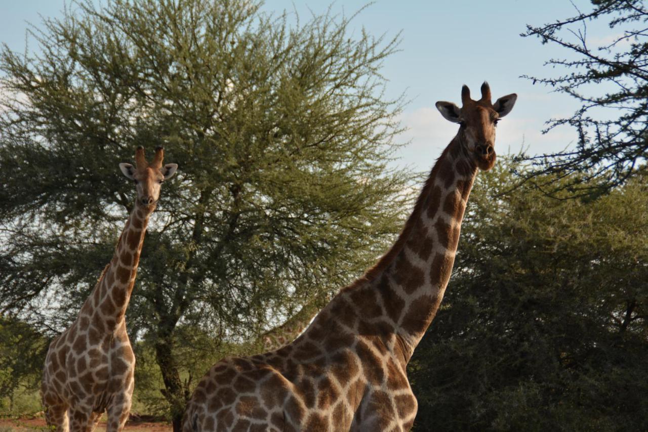 Gabus Game Ranch Vila Otavi Exterior foto