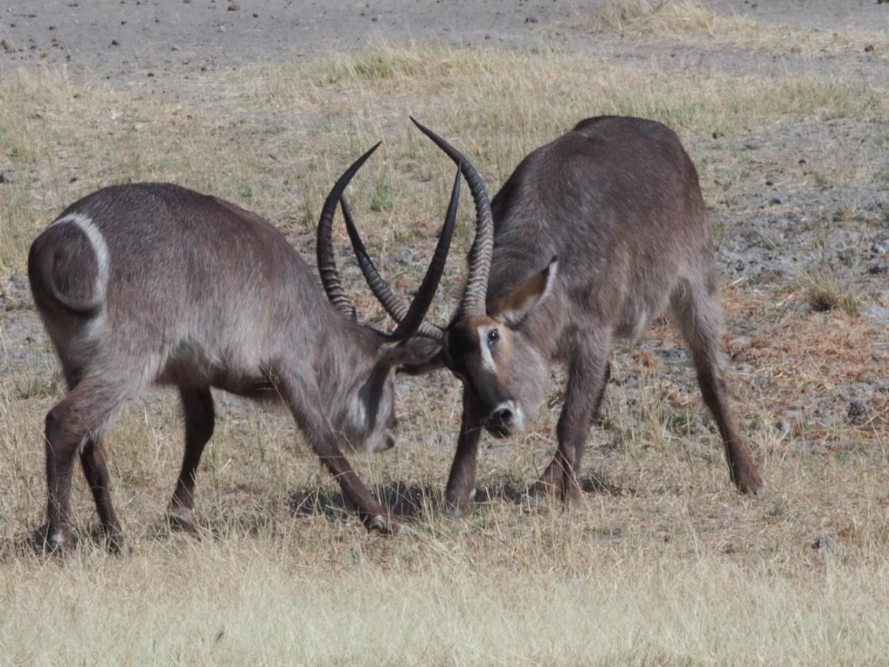 Gabus Game Ranch Vila Otavi Exterior foto