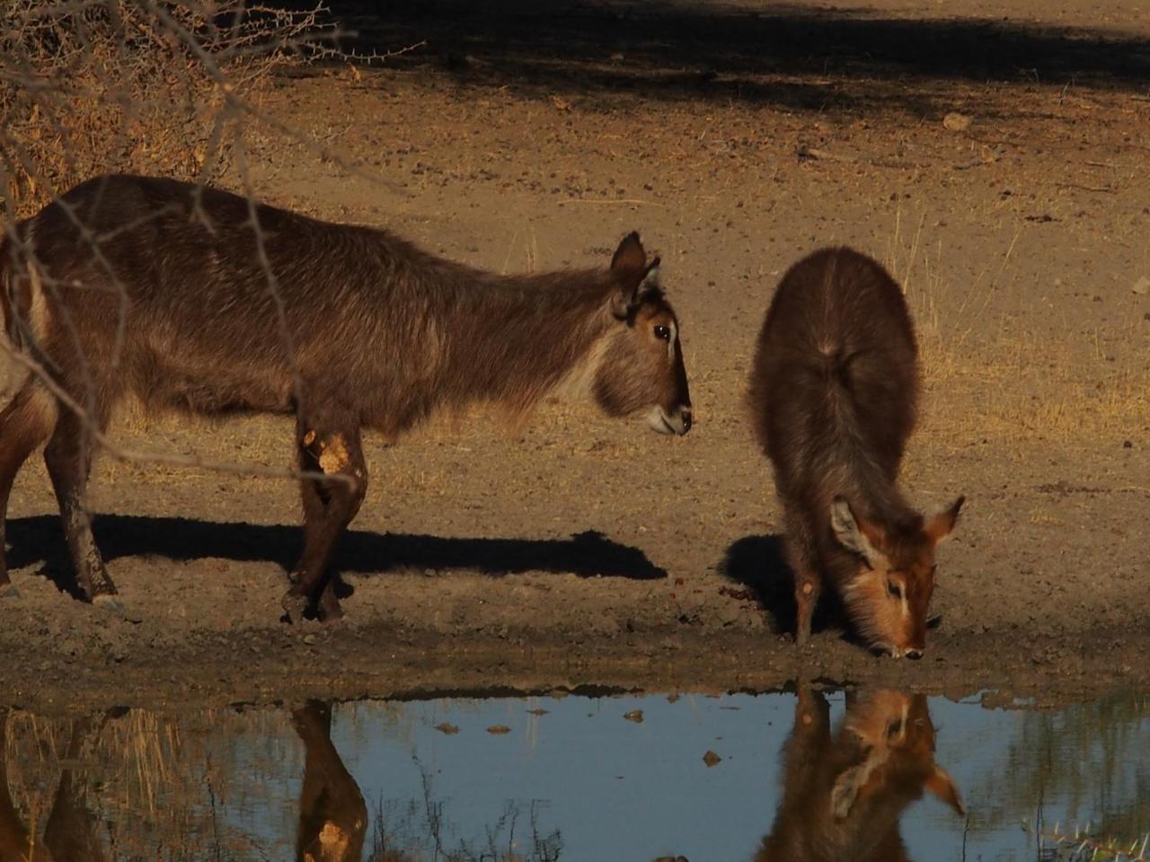 Gabus Game Ranch Vila Otavi Exterior foto