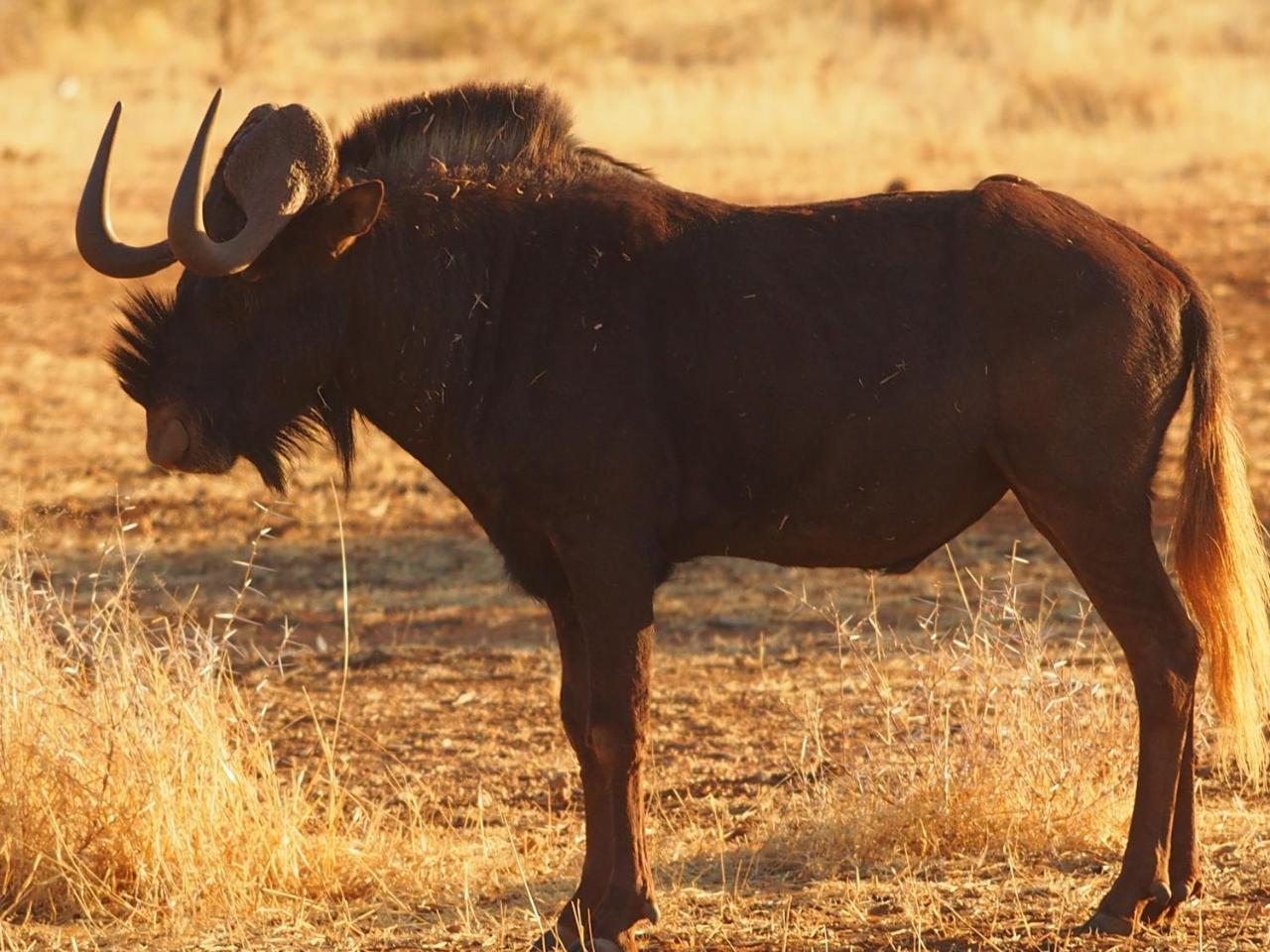 Gabus Game Ranch Vila Otavi Exterior foto